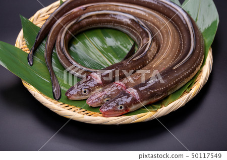 Anago conger 50117549