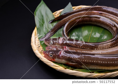 Anago conger Anago conger 50117552