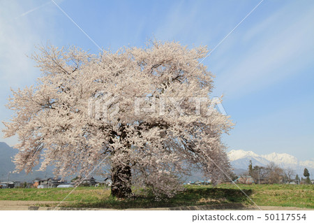 Sunuma's Ichibonzakura Omachi, Nagano Prefecture Sunuma's Ichibonzakura Omachi, Nagano Prefecture 50117554