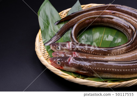 Anago conger Anago conger 50117555