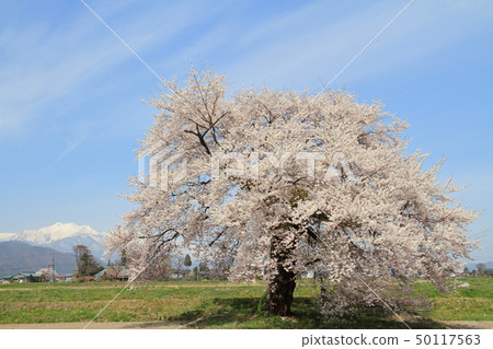 Sunuma's Ichibonzakura Omachi, Nagano Prefecture 50117563