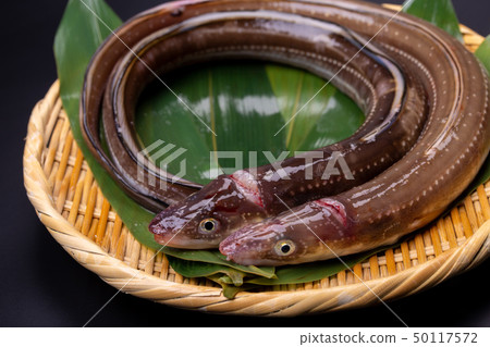 Anago conger Anago conger 50117572