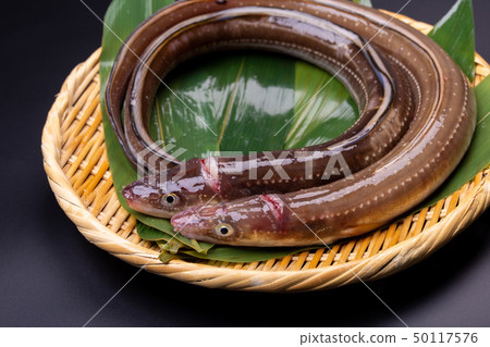 Anago conger Anago conger 50117576