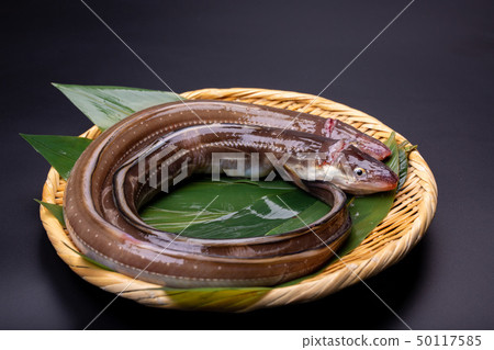 Anago conger Anago conger 50117585