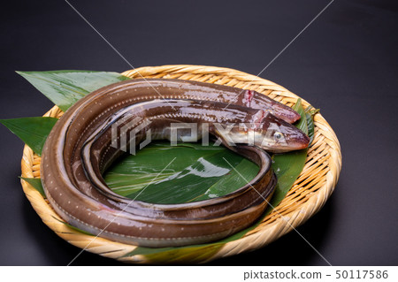 Anago conger Anago conger 50117586