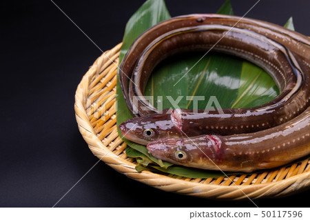 Anago conger 50117596