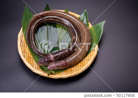 阿納戈康吉 50117608