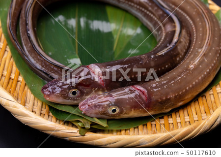 Anago conger 50117610