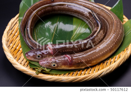 Anago conger Anago conger 50117612