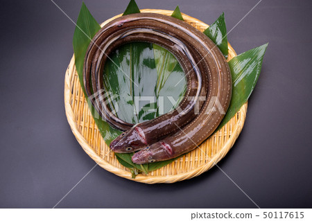 Anago conger 50117615