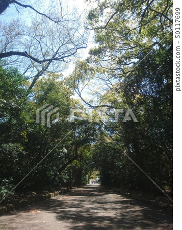Deep forest road Deep forest road 50117699