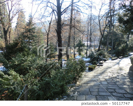 Forest 1 near Boyana Church Forest 1 near Boyana Church 50117747