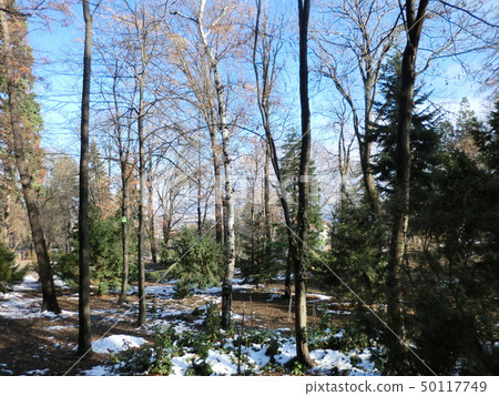 Forest 2 near Boyana Church Forest 2 near Boyana Church 50117749