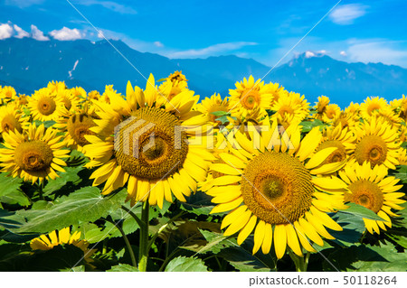 Yamanashi Prefecture Hokuto City Akeno Sunflower field and Southern Alps 50118264