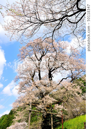 Hyotan cherry blossoms in the Nishikigawa-cho cherry blossom district Hyotan cherry blossoms in the Nishikigawa-cho cherry blossom district 50118347