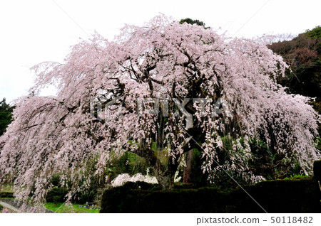 Chubu cherry blossoms of the Chuetsu family 50118482