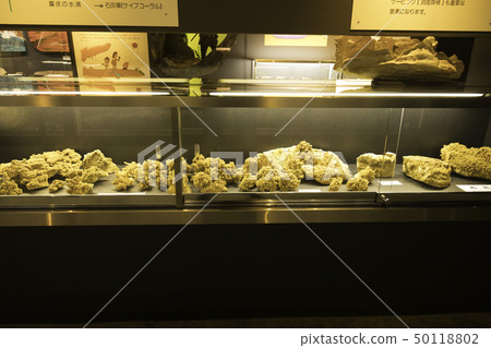 [Shizuoka Prefecture] Ryugaiwa Cave 50118802