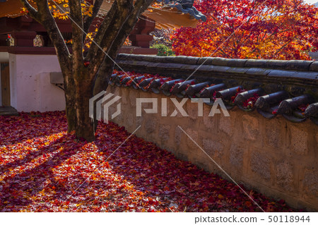 autumn autumn 50118944