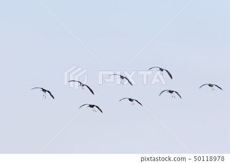 animal animal 50118978