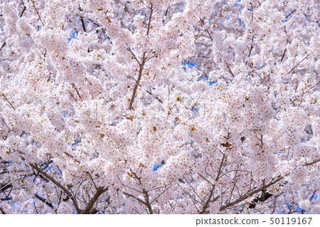 Sakurate City, Saitama Pref. Sakurate City, Saitama Pref. 50119167