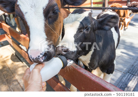 Baby cow feeding on milk bottle by hand man 50119181