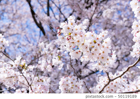 Sakurate City, Saitama Pref. Sakurate City, Saitama Pref. 50119189