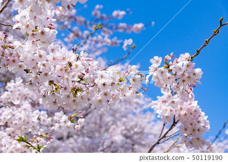 Sakurate City, Saitama Pref. Sakurate City, Saitama Pref. 50119190