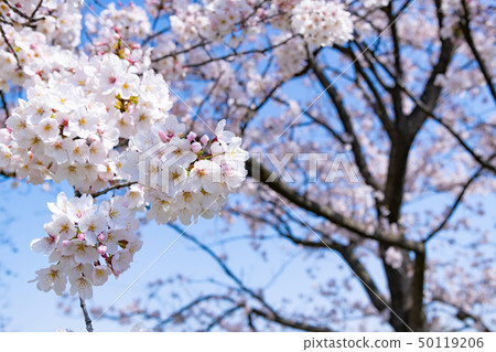 Sakurate City，Saitama Pref。 50119206