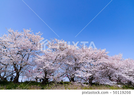 Sakurate City，Saitama Pref。 50119208