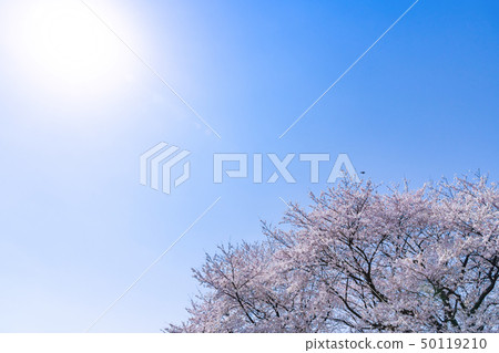 Sakurate City, Saitama Pref. 50119210