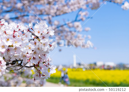 Sakurate City, Saitama Pref. 50119212