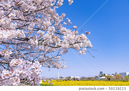 Sakurate City, Saitama Pref. 50119213