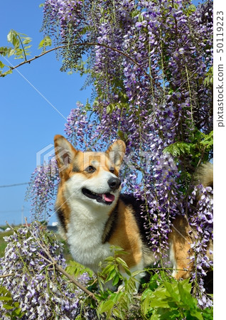 Together with the wisteria flower Together with the wisteria flower 50119223
