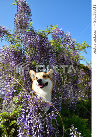 Together with the wisteria flower Together with the wisteria flower 50119331