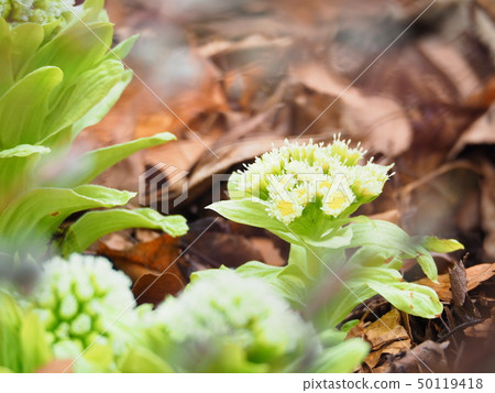 Melting snow Melting snow 50119418