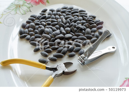 Cutting edge Nitta tree seed or also called Nitta Cutting edge Nitta tree seed or also called Nitta 50119973