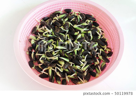 Closed up fresh Nitta bean sprouts with peal. Closed up fresh Nitta bean sprouts with peal. 50119978