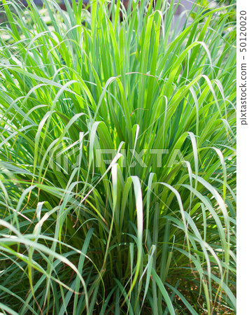 Lemongrass or Lapine or West Indian Lemongrass or Lapine or West Indian 50120020