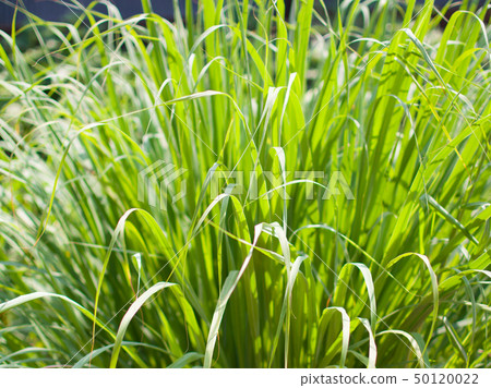 Lemongrass or Lapine or West Indian 50120022