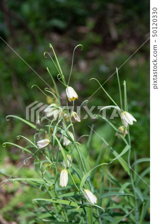 Lily flower Lily flower 50120330