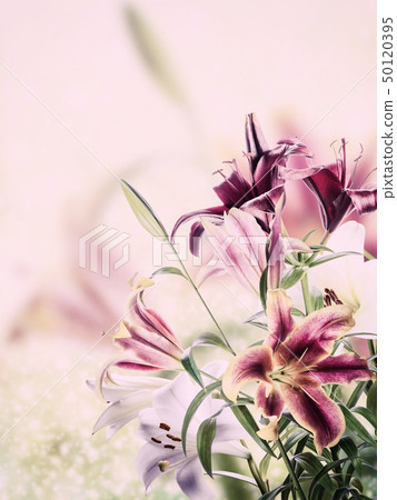 Lovely flowers Lovely flowers 50120395