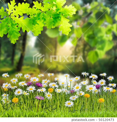 Spring meadow with wild flowers 50120473