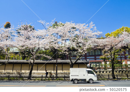 [東京]靖國神社櫻花 50120575