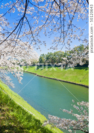 [東京] Chidorigafuchi的櫻花 50120643