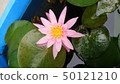 Container cultivation water lily 50121210