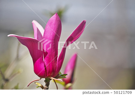 Ruby Shimokul flower 50121709