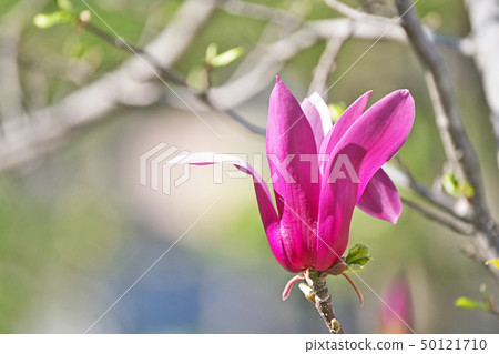 紅寶石Shimokul花 50121710