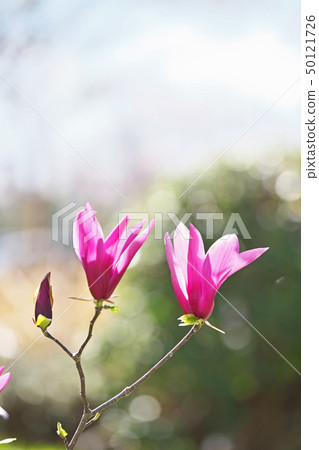 Ruby Shimokul flower 50121726