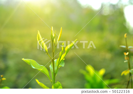 Closeup nature view of Tree top green leaf  50122316