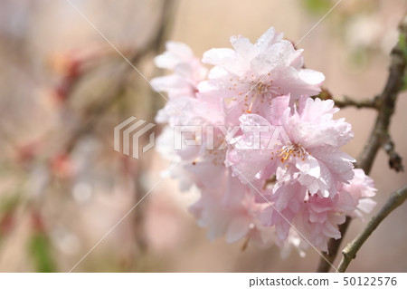 櫻花7905 櫻花7905 50122576